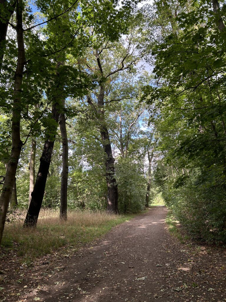 Abbildung eines Waldweges, der an einer Lichtung vorbeiführt. Die Sonnenstrahlen scheinen durch das grüne Blätterdach.