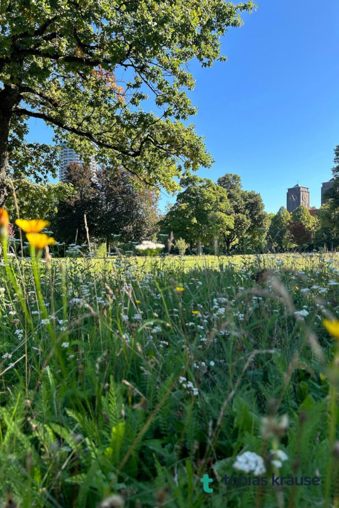 Wiese im Süden des Wittelsbacher Parks, in der Ferne der Hotelturm und St. Anton. Ein TOP-Ort für ein Naturcoaching in Augsburg.